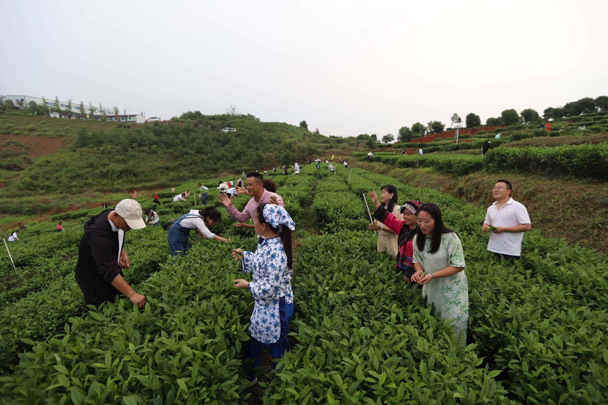 “茶上小飞燕”采茶活动（陈国怀摄）