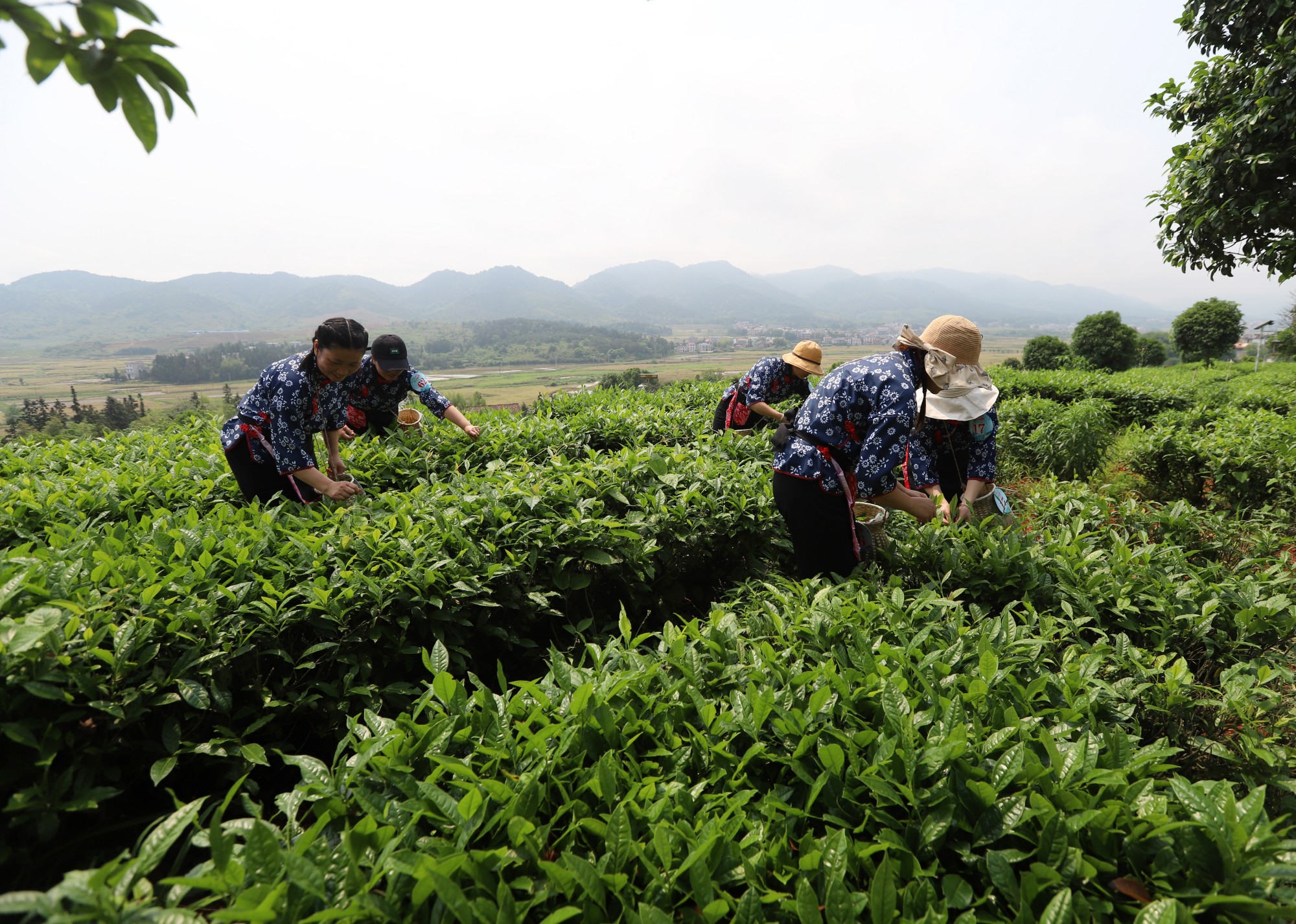 “茶上小飞燕”采茶活动（陈国怀摄）