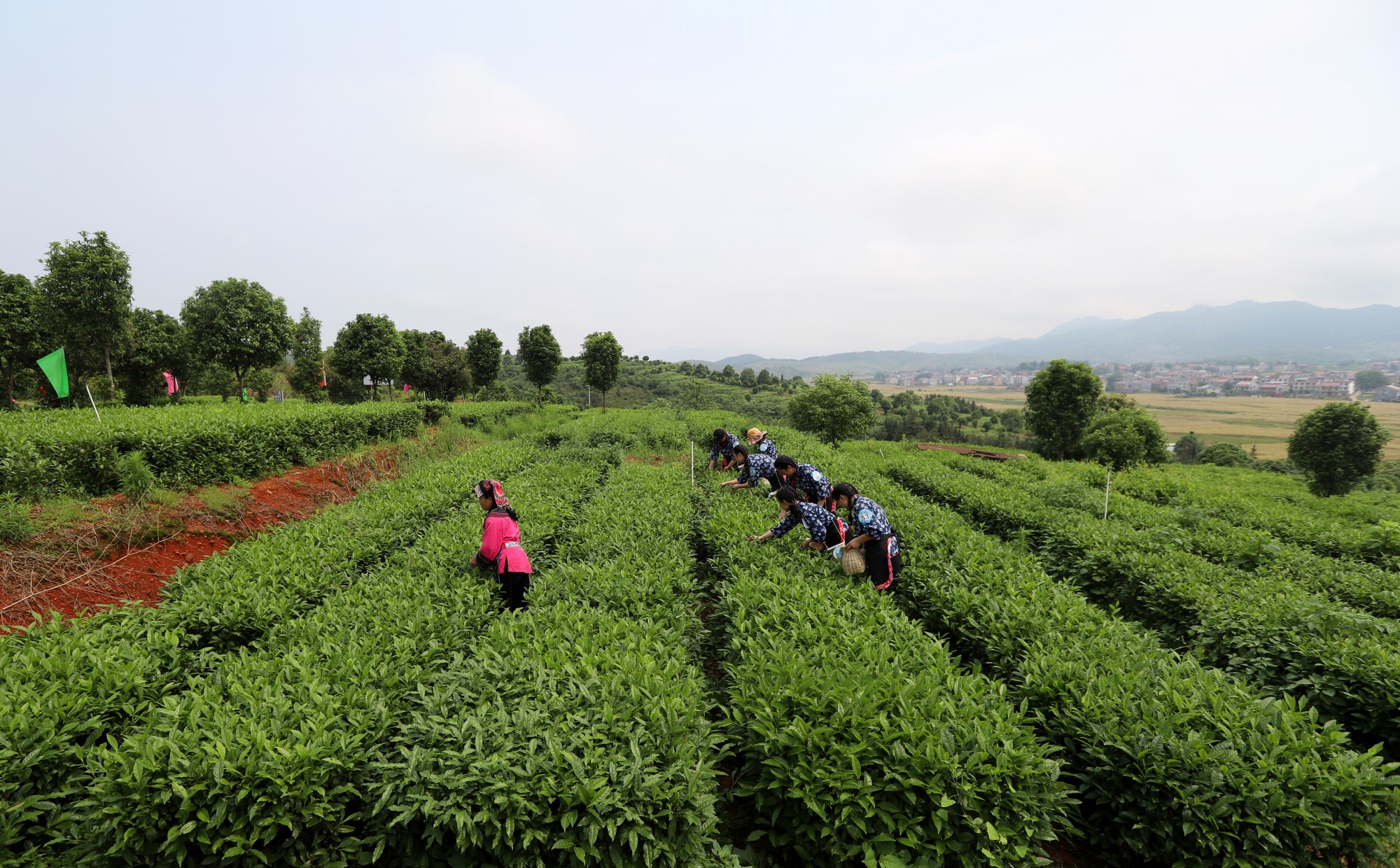 “茶上小飞燕”采茶活动（陈国怀摄）