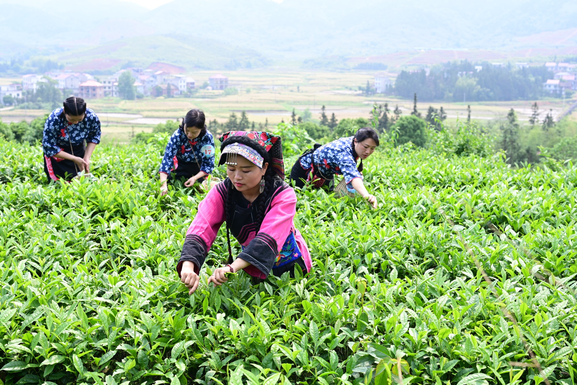 “茶上小飞燕”采茶活动（肖中伟摄）