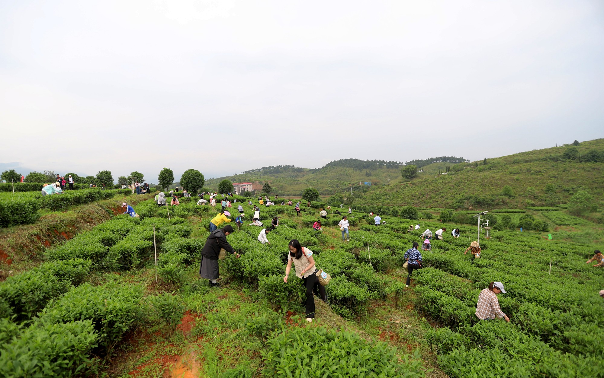 “茶上小飞燕”采茶活动（颜桃苟摄）