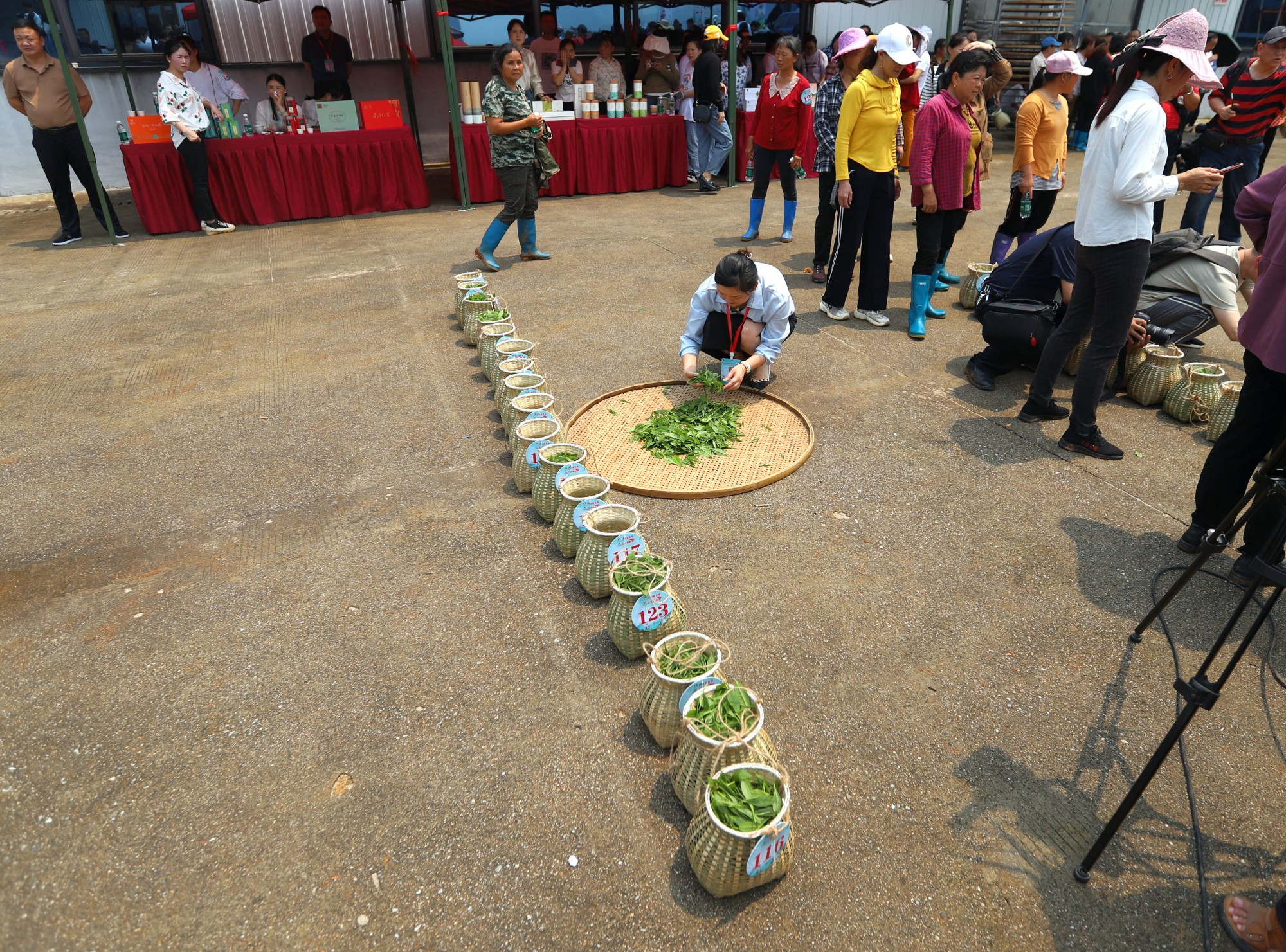 “茶上小飞燕”采茶活动（颜桃苟摄）